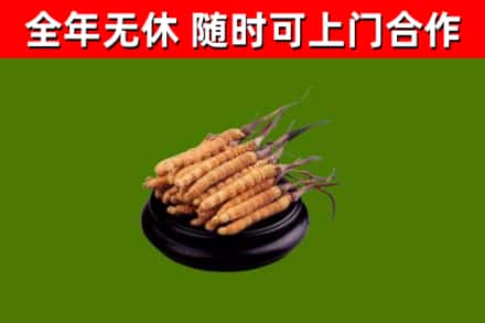 徐汇回收散虫草