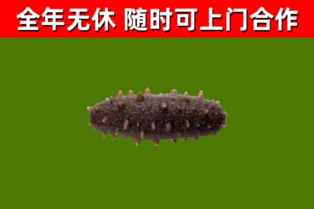 徐汇回收海参干
